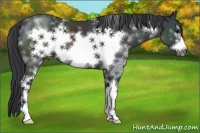 Horse Color:White Spotted Black Sabino Frame 