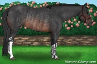 Horse Color:Brown Rabicano and Brown Rabicano