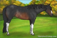 Horse Color:Brown Rabicano and Brown Rabicano