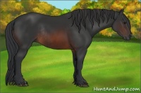 Horse Color:Brown Rabicano and Brown Rabicano