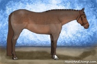 Horse Color:Liver Red Roan 