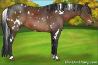 Horse Color:White Spotted Bay