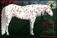 Horse Color:Bay Splash Tobiano Appaloosa  Brindle