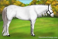 Horse Color:Buckskin Onyx Appaloosa 