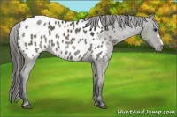 Horse Color:Black Appaloosa 