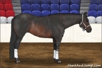 Horse Color:Brown Rabicano Brindle