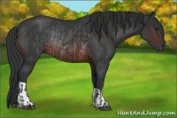 Horse Color:Brown Rabicano  and Brown Rabicano 