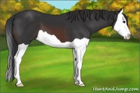 Horse Color:Brown Splash 