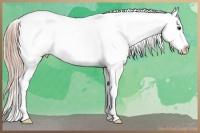 Horse Color:White Spotted Chocolate Palomino Onyx Appaloosa