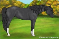 Horse Color:Blue Roan 