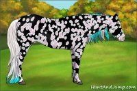 Horse Color:Watercolor Palomino Dun Sabino Appaloosa