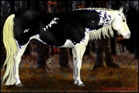 Horse Color:Watercolor Red Onyx Sabino Appaloosa