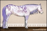 Horse Color:Watercolor White Spotted Red Onyx Sabino Appaloosa Rabicano
