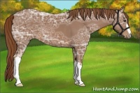 Horse Color:Chestnut Ice 