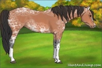 Horse Color:Bay Ice 