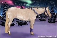 Horse Color:Red Ice Roan 