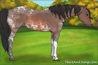 Horse Color:Bay Ice 