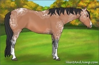Horse Color:Bay Ice 