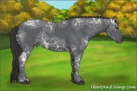 Horse Color:Black Ice 