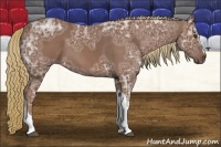 Horse Color:Chestnut Ice 