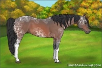Horse Color:Bay Ice 