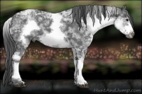 Horse Color:White Spotted Black Ice Frame 