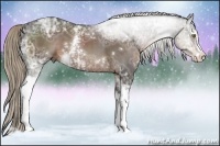 Horse Color:White Spotted Liver Chestnut Ice Sabino 