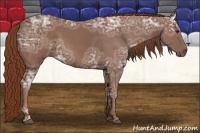 Horse Color:Chestnut Ice 