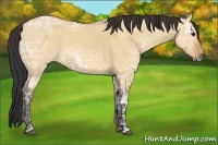 Horse Color:Bay Ice Dun 