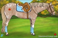 Horse Color:Chestnut Ice 