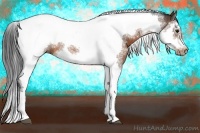 Horse Color:Bay Splash Tobiano Frame 