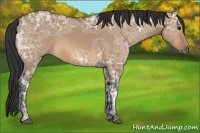Horse Color:Bay Ice Dun 