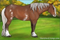 Horse Color:White Spotted Silver Bay Splash 