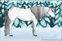 Horse Color:Gray White Spotted Black  and Gray White Spotted Black 