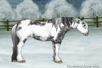 Horse Color:Black Sabino Frame