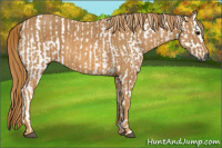 Horse Color:Gray White Spotted Black  Brindle