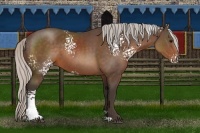 Horse Color:White Spotted Silver Brown