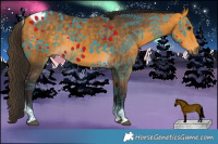 Horse Color:Buckskin Tobiano Rabicano