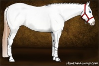 Horse Color:White Spotted Buckskin Splash Appaloosa