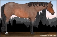 Horse Color:Bay Roan Sabino 