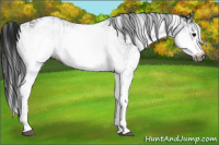 Horse Color:Gray White Spotted Black  and Gray White Spotted Black 