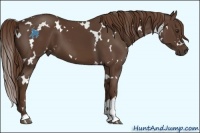 Horse Color:White Spotted Liver Chestnut 