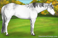 Horse Color:Gray White Spotted Black and Gray White Spotted Black