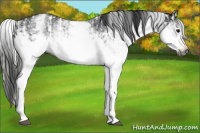 Horse Color:Gray White Spotted Smoky Black  and Gray White Spotted Smoky Black 