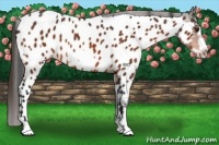 Horse Color:Bay Frame Appaloosa