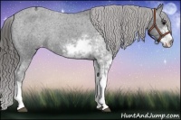 Horse Color:Black Sabino Appaloosa Rabicano 
