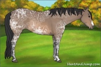 Horse Color:Bay Ice 