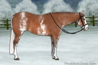 Horse Color:White Spotted Silver Bay Splash 