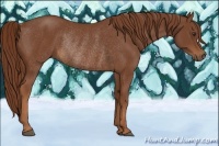 Horse Color:Chestnut Rabicano