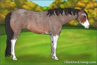Horse Color:Bay Roan Sabino 